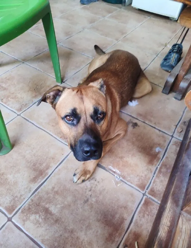 Adoptable dog in Volgograd — identification photo, lost & found pet database Pathfinder