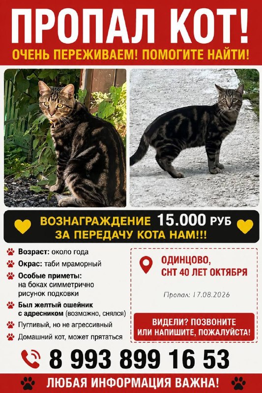 Lost cat in Odintsovo — identification photo, lost & found pet database Pathfinder