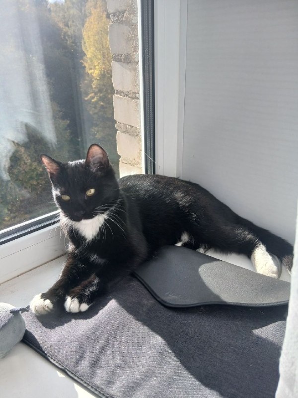 Found white cat in Khimki — identification photo, lost & found pet database Pathfinder