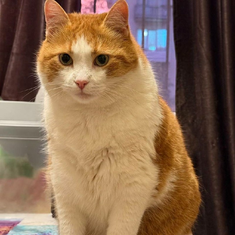 Lost cat in Saint Petersburg — identification photo, lost & found pet database Pathfinder