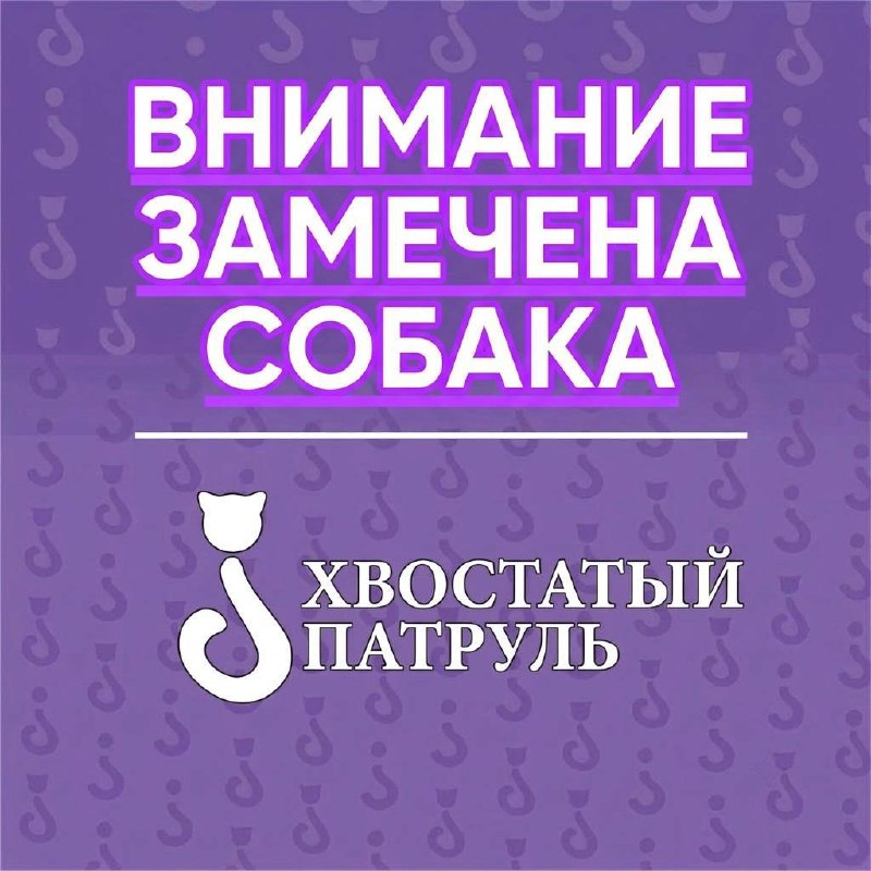 Found dog, на лайку похожая in Zhavoronki — identification photo, lost & found pet database Pathfinder