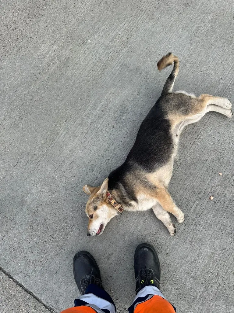 Found dog, метис корги in Bogatishchevo — identification photo, lost & found pet database Pathfinder