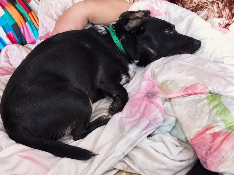 Lost dog, метис таксы in Perm — identification photo, lost & found pet database Pathfinder