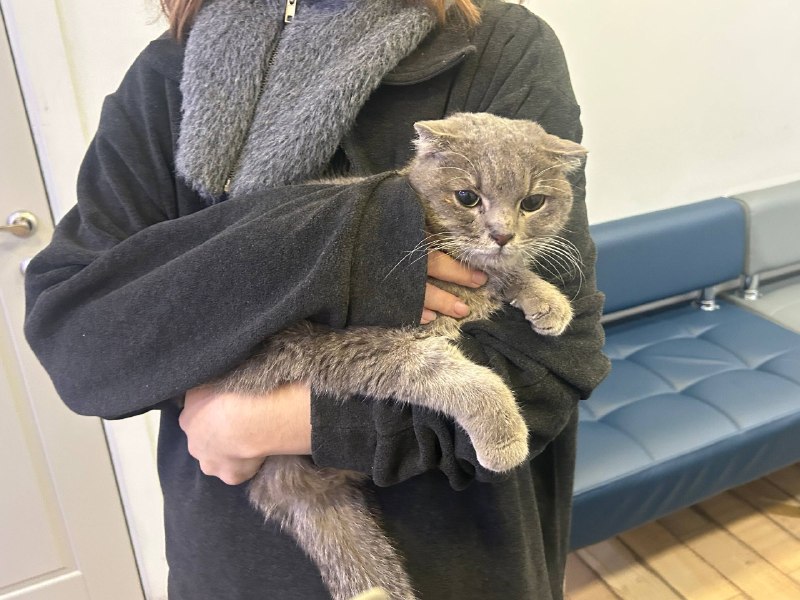 Found gray cat, вислоухий in Moscow — identification photo, lost & found pet database Pathfinder