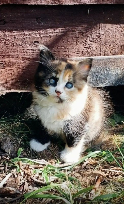 Adoptable white cat in Volgograd — identification photo, lost & found pet database Pathfinder