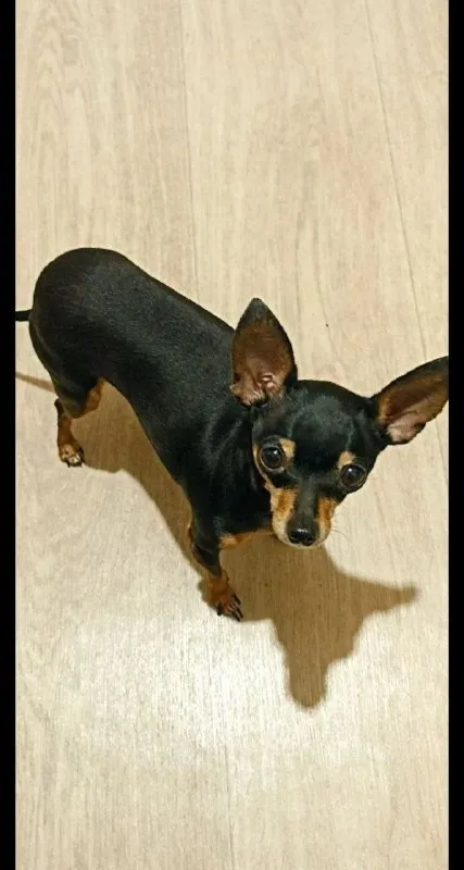Lost dog, той терьер мини in Volgograd — identification photo, lost & found pet database Pathfinder
