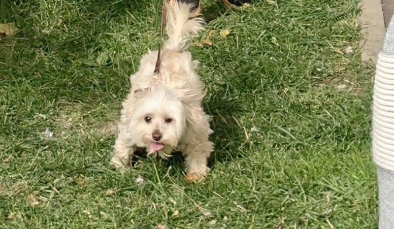 Lost cream dog, мальтипу in Ilichevo — identification photo, lost & found pet database Pathfinder