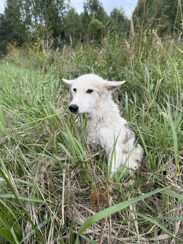 Lost white dog in Papulino — identification photo, lost & found pet database Pathfinder