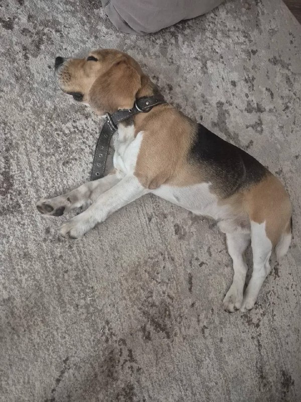 Lost white dog, бигль in Perm — identification photo, lost & found pet database Pathfinder