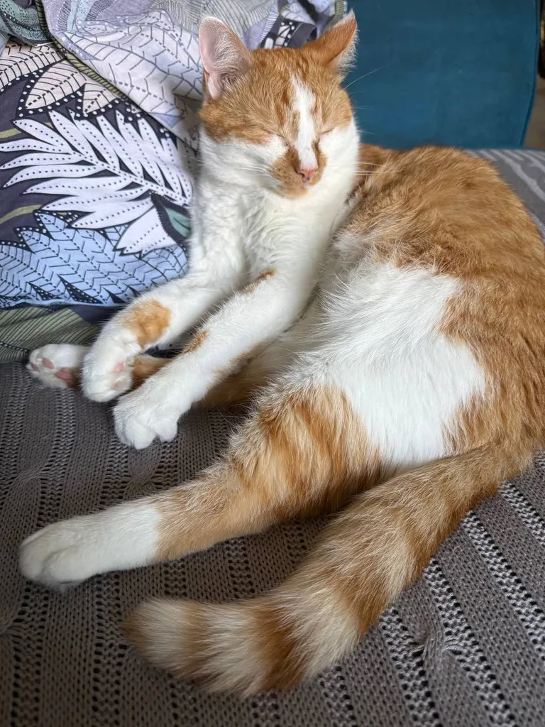 Lost cat in Moscow — identification photo, lost & found pet database Pathfinder