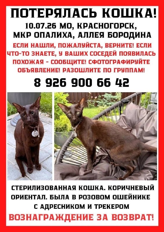 Lost brown cat, ориентал in Krasnogorsk — identification photo, lost & found pet database Pathfinder