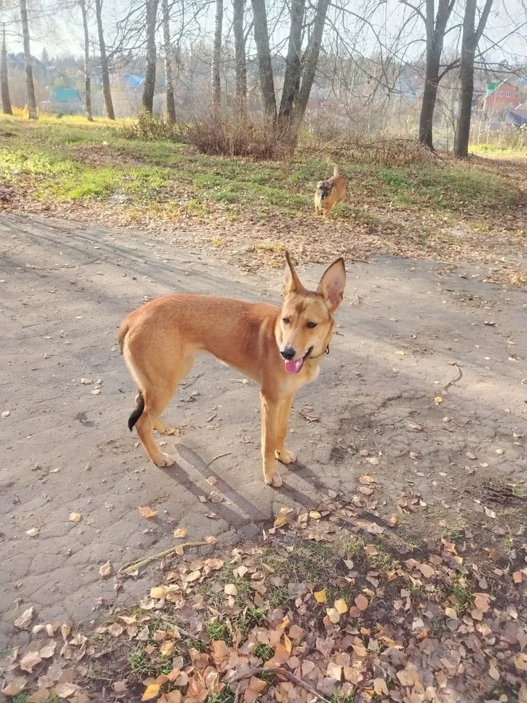 Found dog, метис in Strunino — identification photo, lost & found pet database Pathfinder