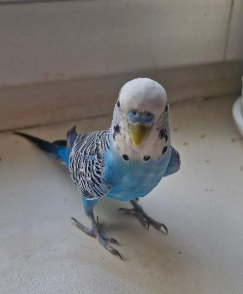 Lost pet, волнистый попугай in Moscow — identification photo, lost & found pet database Pathfinder