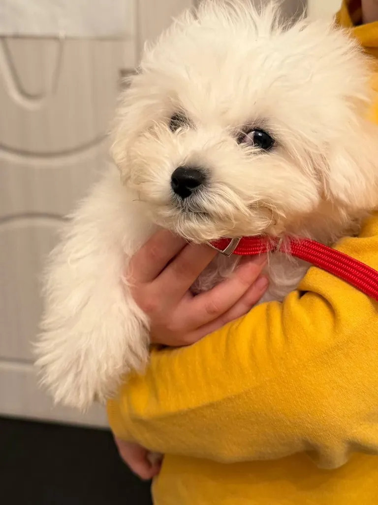 Found dog, мальтезе in Moscow — identification photo, lost & found pet database Pathfinder