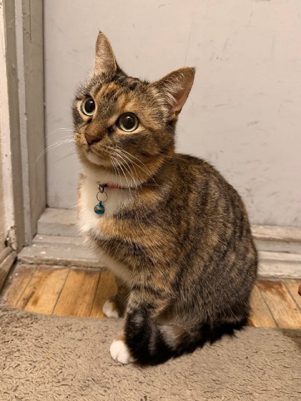 Found cat in Saint Petersburg — identification photo, lost & found pet database Pathfinder