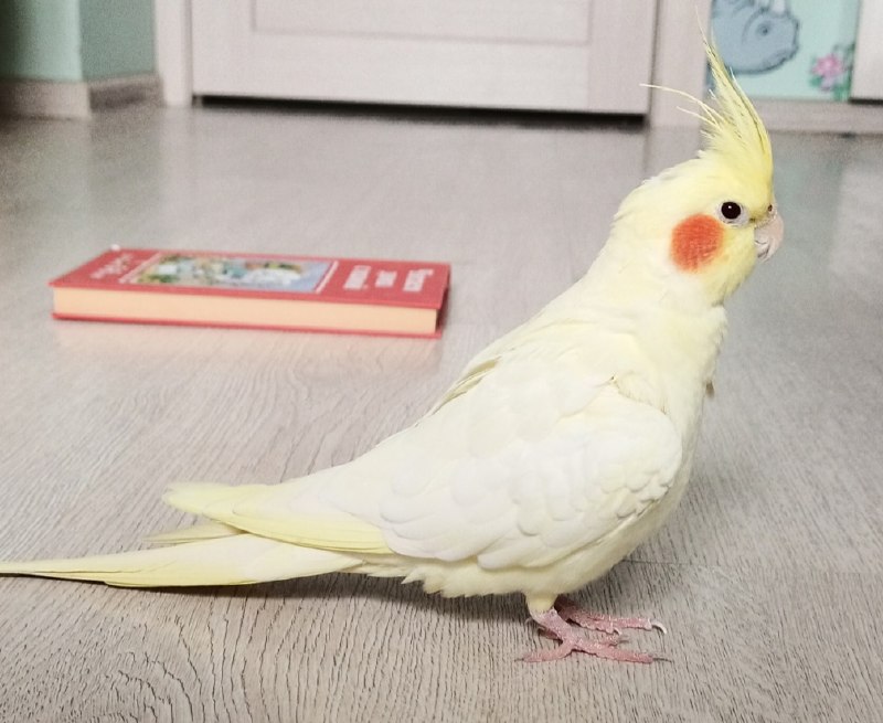 Lost pet in Perm — identification photo, lost & found pet database Pathfinder