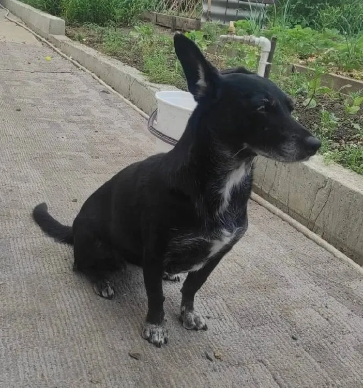 Lost white dog in Shabrovskiy — identification photo, lost & found pet database Pathfinder