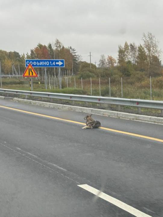 Found dog in Naro Osanovo — identification photo, lost & found pet database Pathfinder