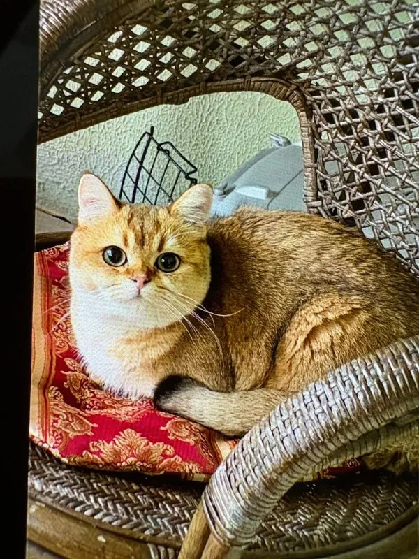 Lost ginger cat, британская in Pushkino — identification photo, lost & found pet database Pathfinder