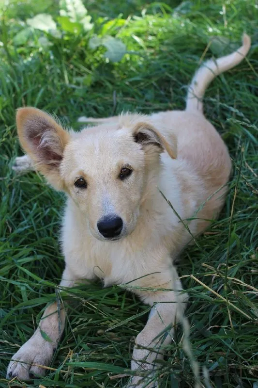Lost cream dog in Meshcherino — identification photo, lost & found pet database Pathfinder
