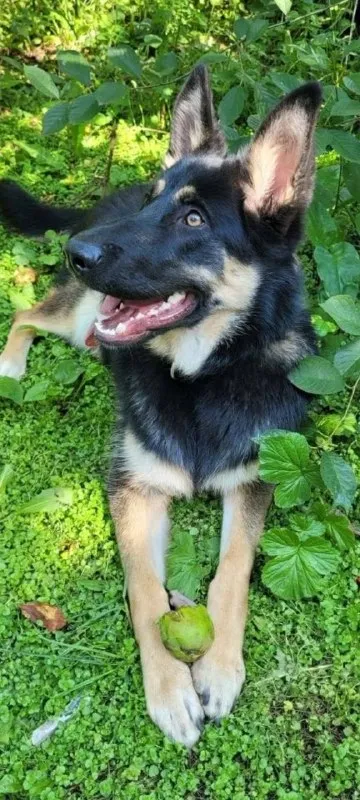 Lost fawn dog, метис с овчаркой in Detkovo — identification photo, lost & found pet database Pathfinder
