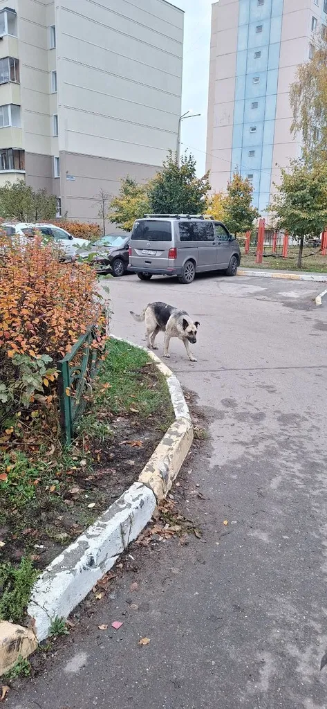 Found dog, немецкая овчарка in Ostrovtsy — identification photo, lost & found pet database Pathfinder