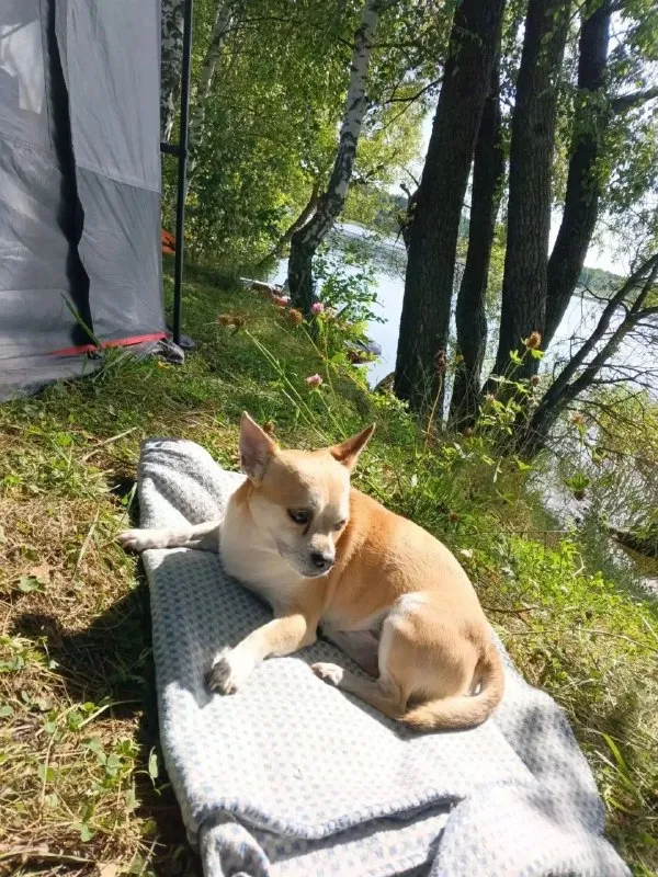 Lost white dog, чихухуа in Gigirev — identification photo, lost & found pet database Pathfinder