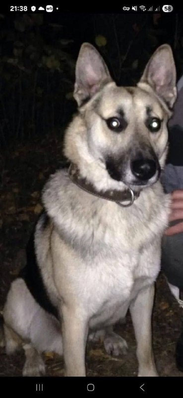 Lost cream dog in Podolsk — identification photo, lost & found pet database Pathfinder