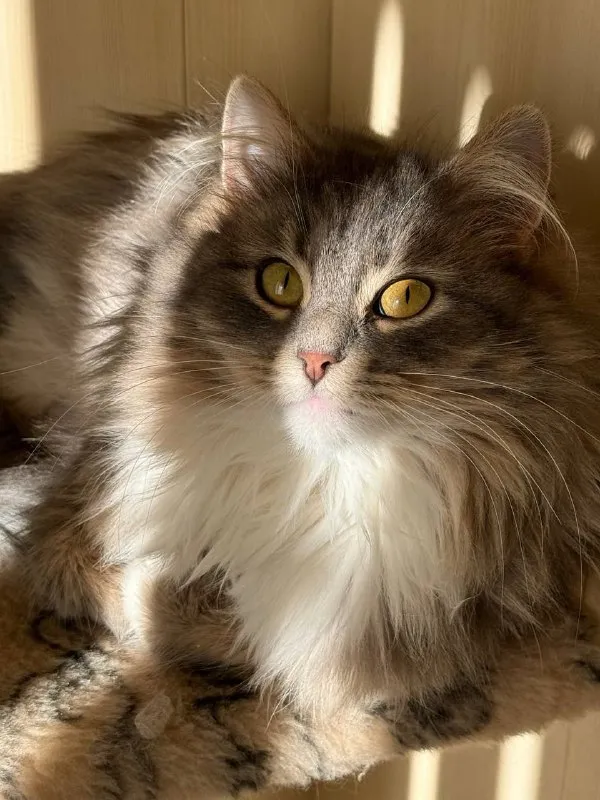 Lost gray cat, без породы, похожа на сибирскую in Domodedovo — identification photo, lost & found pet database Pathfinder